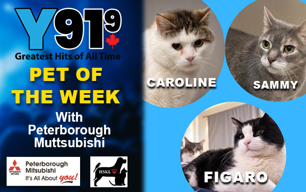 Y91.9 Pet of the Week